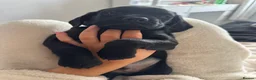 Mixed Breed dogs for sale: BEAUTIFUL COCKAPOO MIXED BREED PUPPIES in Wrexham - Advert 21