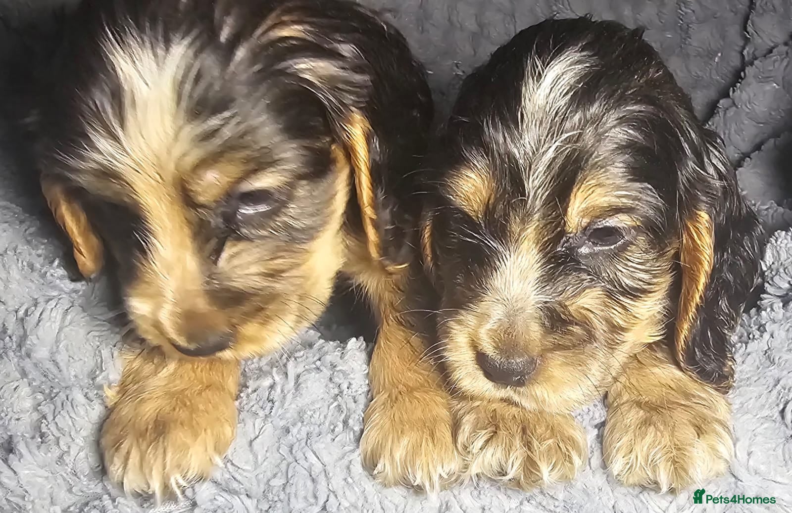 Cocker Spaniel dogs  litter of true show type KC Cocker Spaniels  - Advert 17