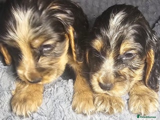 Cocker Spaniel dogs litter of true show type KC Cocker Spaniels - Advert 16
