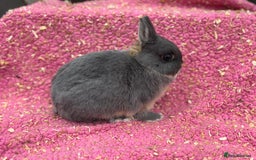 Netherland Dwarf rabbits for sale: Blue otter Netherland dwarf buck - Image 3