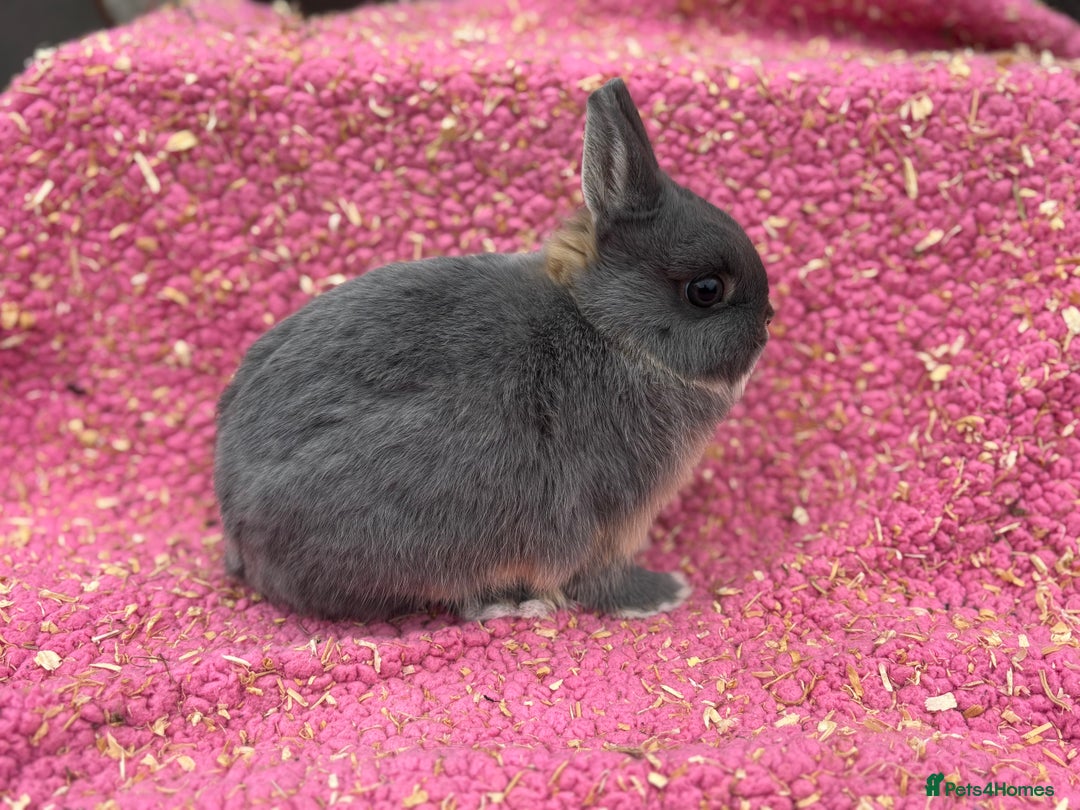 Netherland Dwarf rabbits for sale: Blue otter Netherland dwarf buck - Image 3