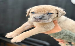Mixed Breed dogs for sale: Mastiff pups available  - Image 5