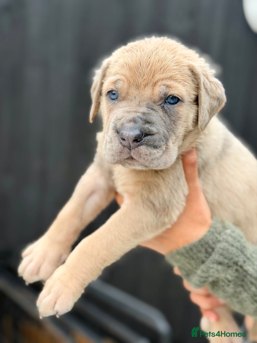 Mixed Breed dogs for sale: Mastiff pups available  - Image 5
