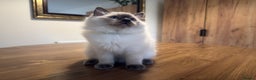 Ragdoll cats for sale: 6 Gorgeous Full Breed Ragdoll Kittens Ready to Go! - Advert 22