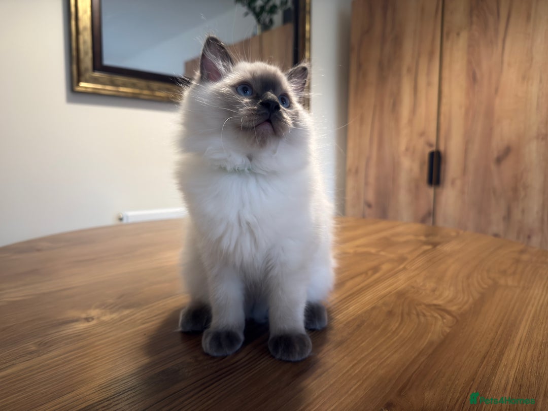 Ragdoll cats for sale: 6 Gorgeous Full Breed Ragdoll Kittens Ready to Go! - Advert 22