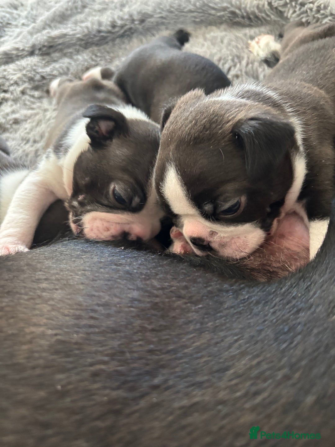 Boston Terrier dogs for sale: KC Registered 🐕❤️🏠 Puupy 🐕💙🏠Boston Terrier  - Image 5