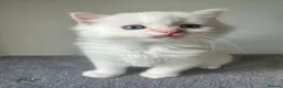 Siberian cats for sale: Save and check for next litter.  Siberian - Advert 16