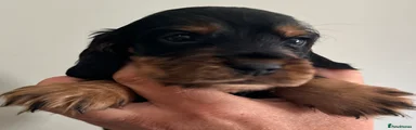 Cocker Spaniel 3