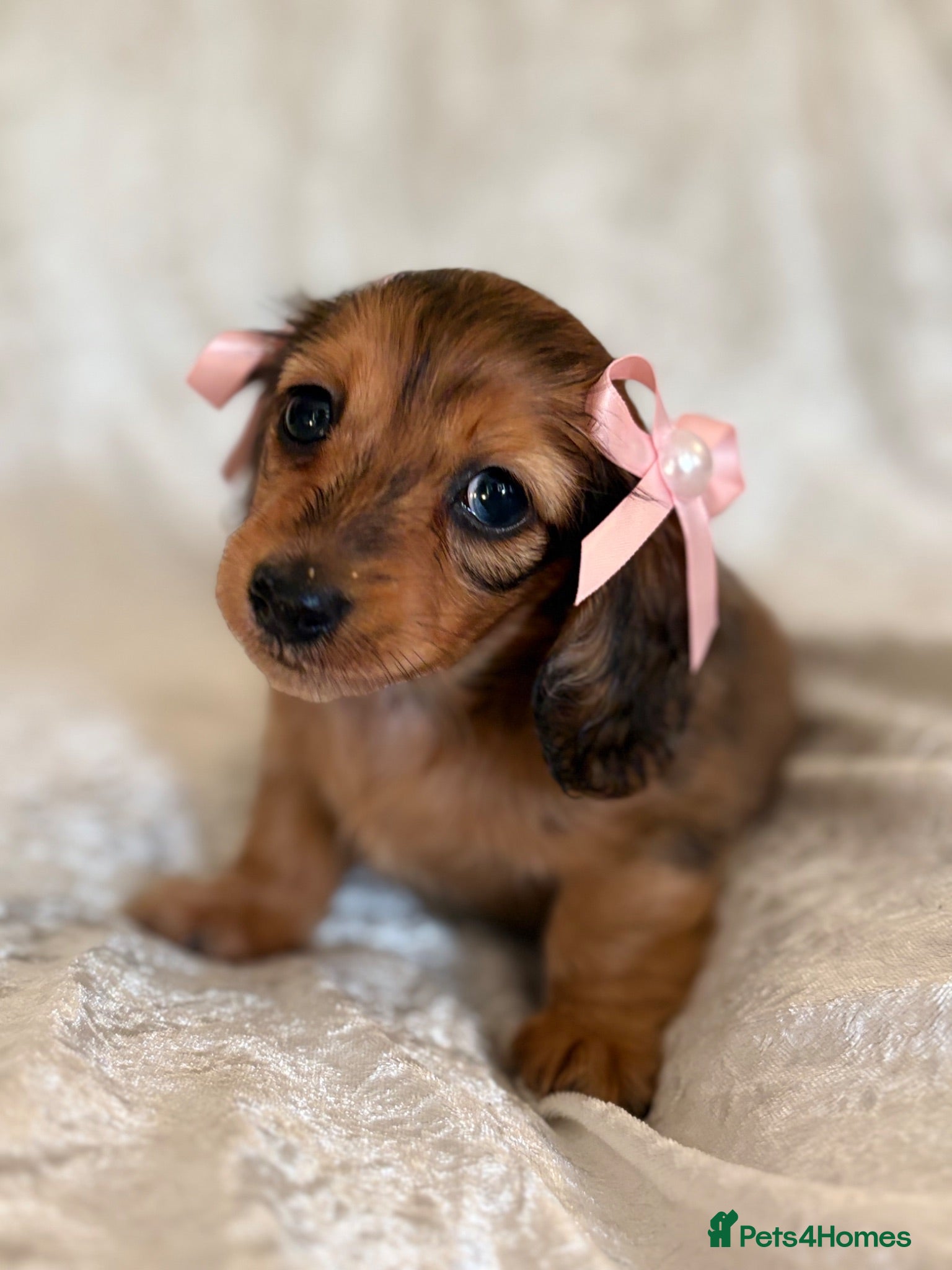 Miniature Dachshund dogs Beautiful miniature long hair dachshund  - Advert 14