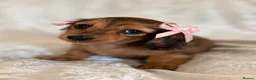 Miniature Dachshund dogs for sale: Beautiful miniature long hair dachshund  - Advert 3