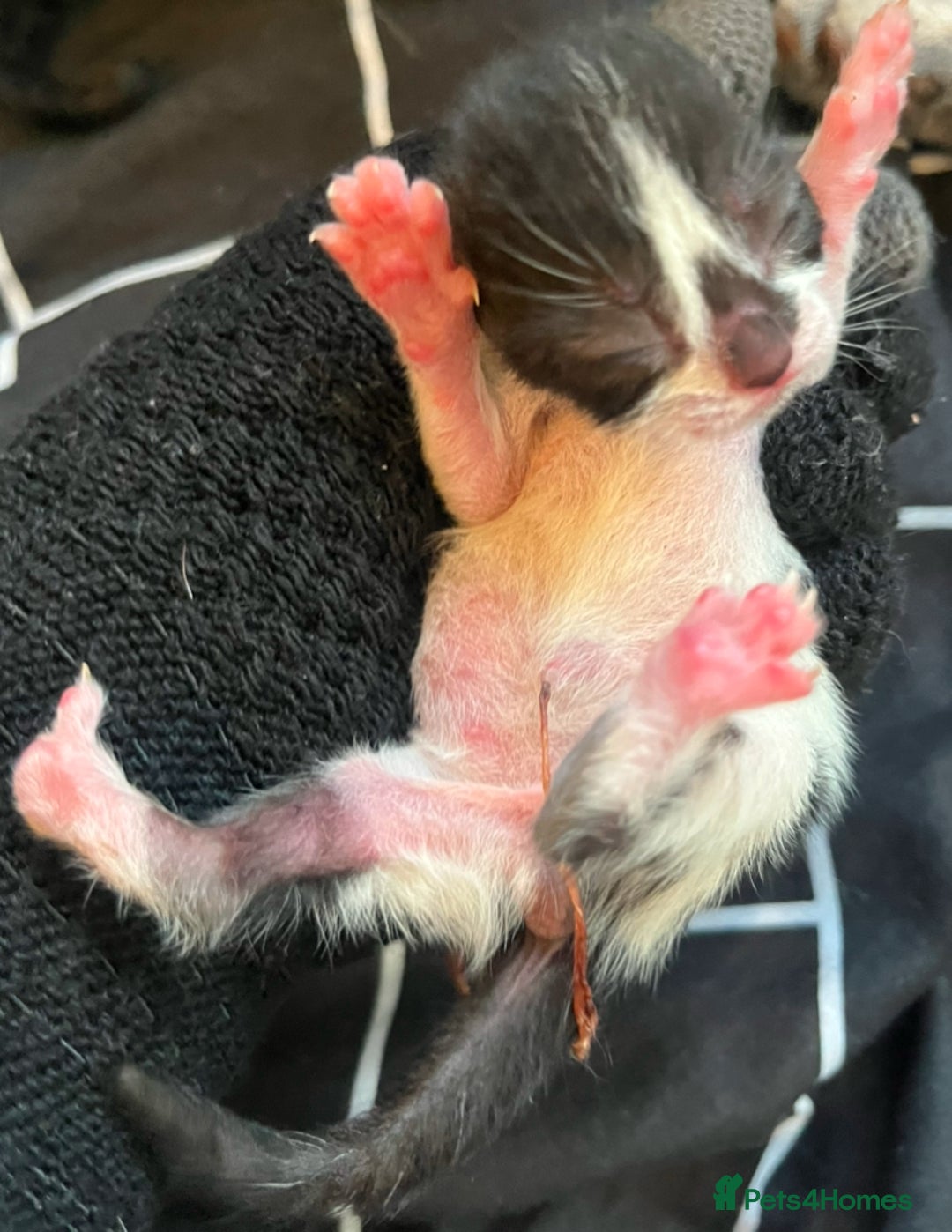 Mixed Breed cats for sale: Beautiful kittens for sale 🥰 - Advert 3