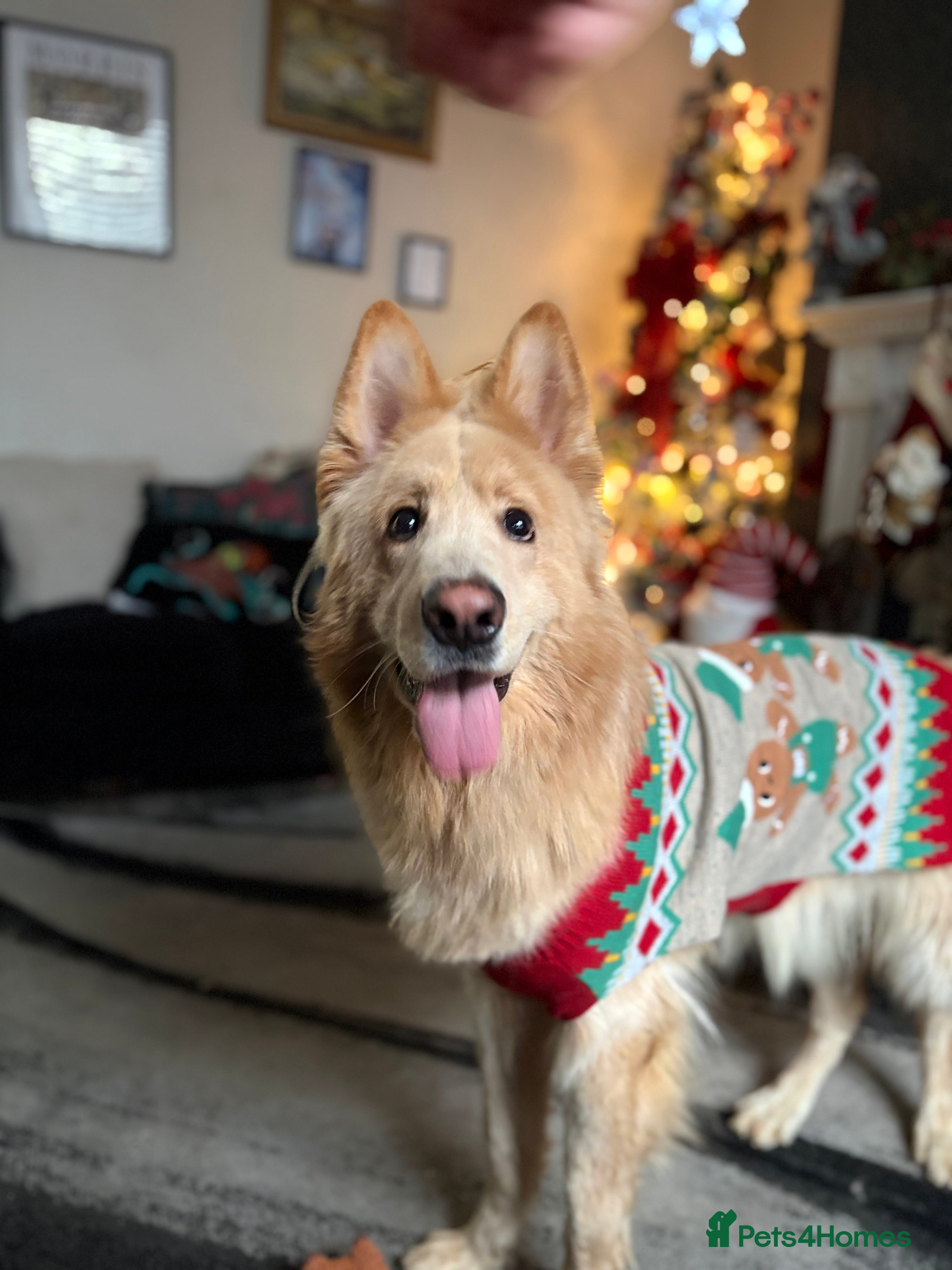 Mixed Breed dogs Lovely gsd x Newfoundland  in Rochdale - Advert 13