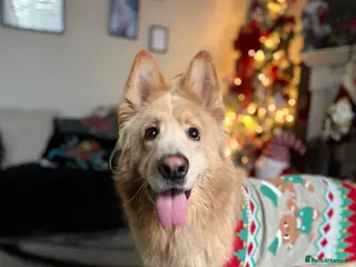 Mixed Breed dogs Lovely gsd x Newfoundland in Rochdale - Advert 3