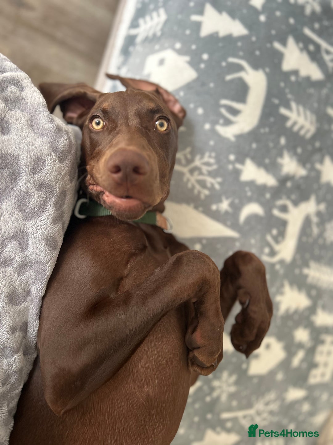Mixed Breed dogs for sale: Beautiful Weimaraner X Visla - Image 5