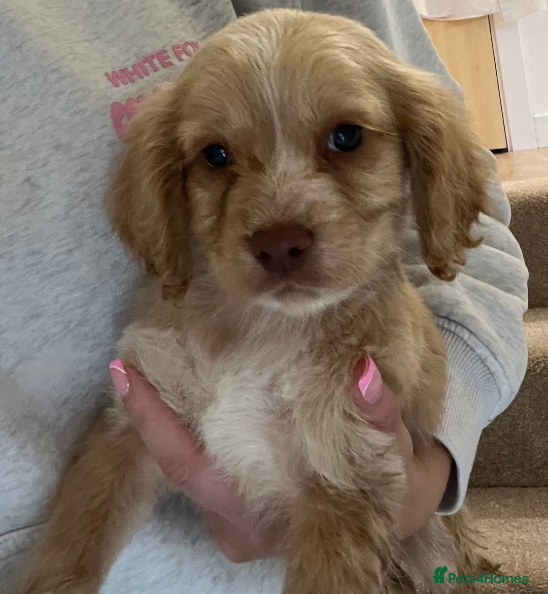 Cocker Spaniel dogs for sale: Cocker spaniel pups 🐾 - Image 13