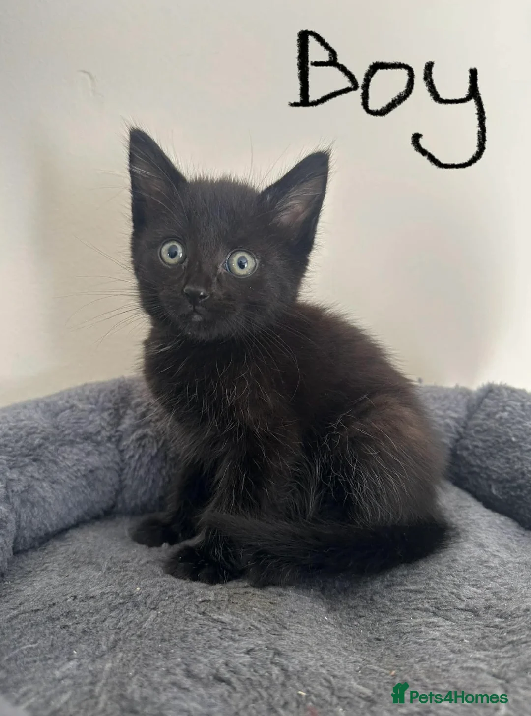 British Shorthair cats for sale: British Shorthair Kittens for Sale  - Advert 2