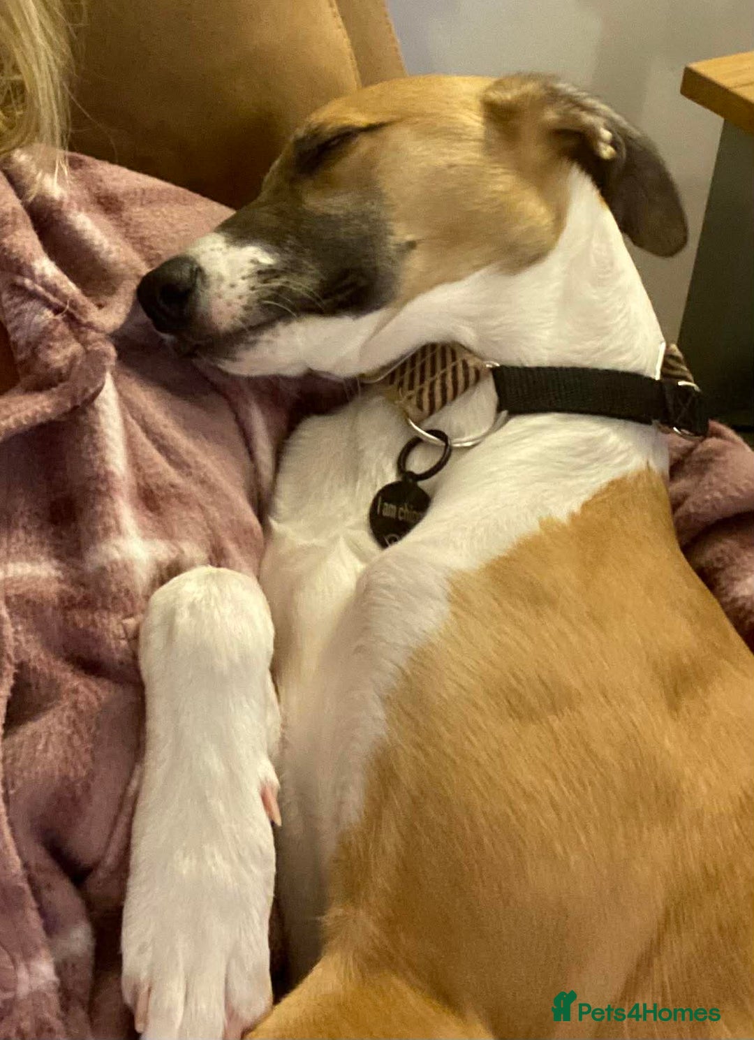 Lurcher dogs for adoption: LENNY, 6-month-old male lurcher in rescue - Advert 7