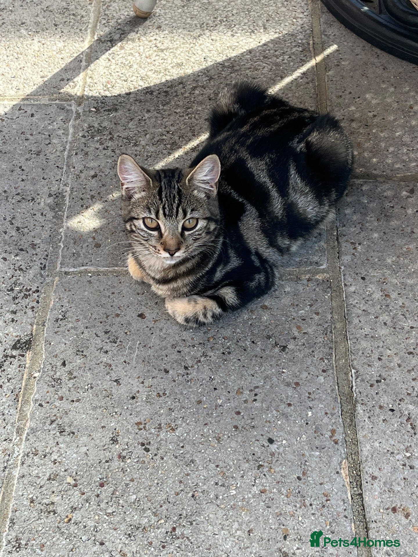 Mixed Breed cats Athena - Advert 11