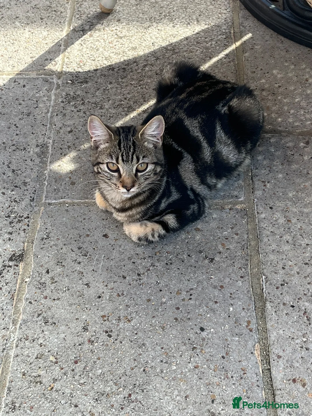 Mixed Breed cats for sale: Athena - Advert 1