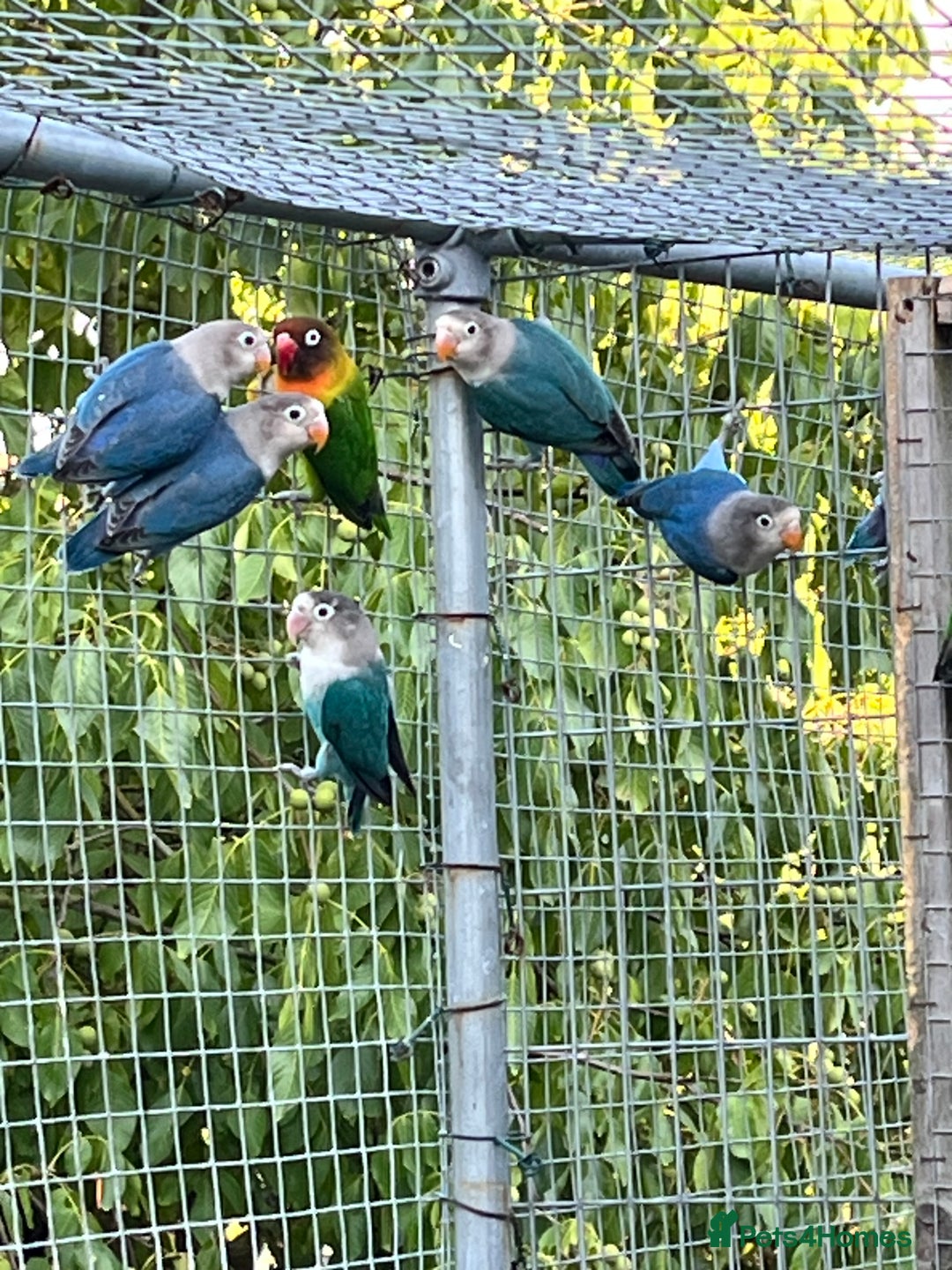 Lovebirds birds for sale: Fishers Lovebirds for sale - Image 2