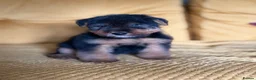 Welsh Terrier dogs for sale: Vincenzo lad  - Advert 4