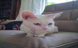 Khao Manee cats for sale: Khao Manee Diamond Eye cat White all over - Image 10
