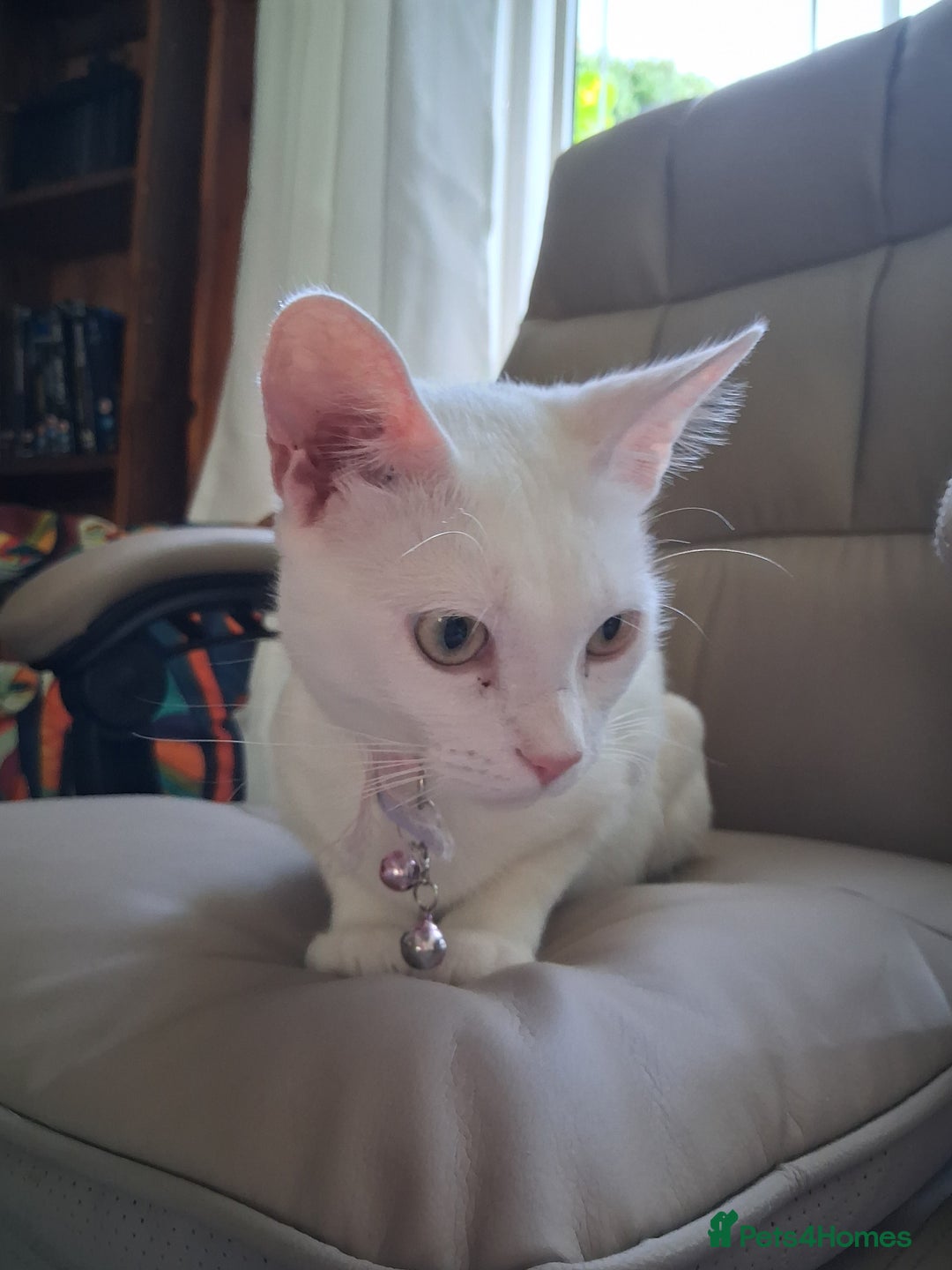 Khao Manee cats for sale: Khao Manee Diamond Eye cat White all over - Image 10