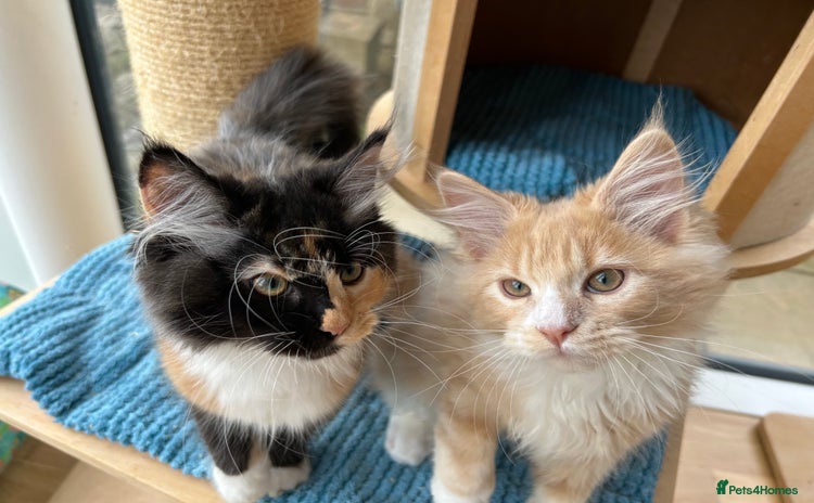 Maine Coon cats - Advert 6