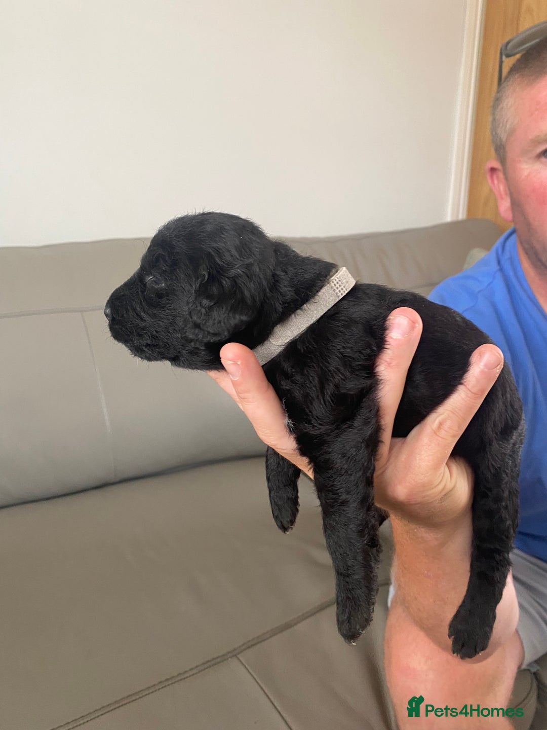 Bedlington Terrier dogs for sale: KC registered Bedlington terrier puppies - Image 4