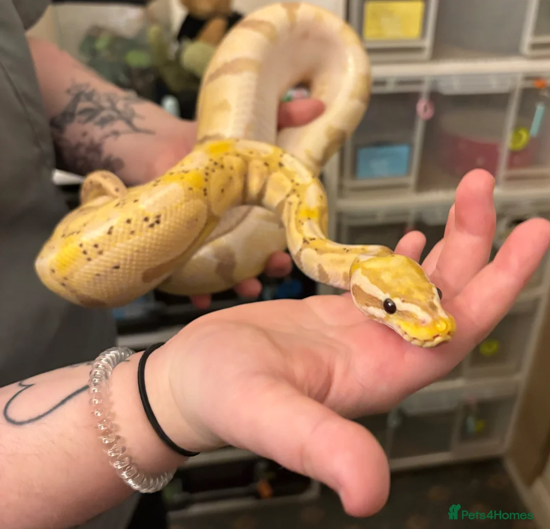 Python Snake reptiles for sale: Royal Pythons - Advert 2