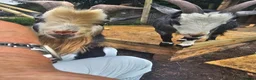 Goats livestock for sale: Intact billy small very friendly  - Advert 2