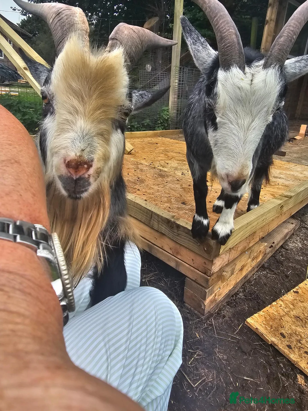 Goats livestock for sale: Intact billy small very friendly  - Advert 2
