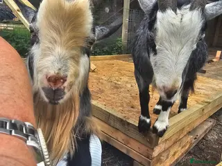 Goats livestock Intact billy small very friendly - Advert 2