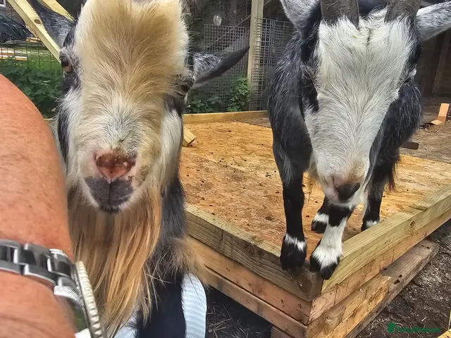 Goats livestock for sale: Intact billy small very friendly - Advert 2
