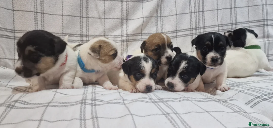 Jack Russell dogs for sale: Stunning Jack Russells, DNA health tested parents - Advert 5