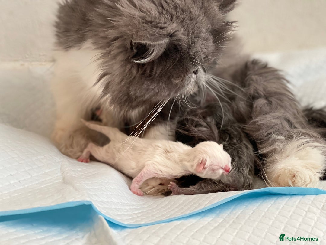 Persian cats for sale: Full pedigree Persian kittens available  - Image 14