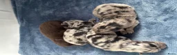 Pomeranian dogs for sale: Primroses precious Pom pups - Advert 10