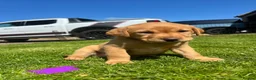 Labrador Retriever dogs for sale: Beautiful Fox Red Labrador Retriever Puppies  in Bishop Auckland - Advert 9