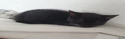 Mixed Breed cats for sale: Gorgeous black&white male kitten - Advert 5