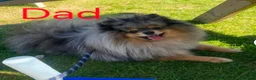 Pomeranian dogs for sale: Cute Pomeranian boys, amazing colour in Wigan - Advert 6