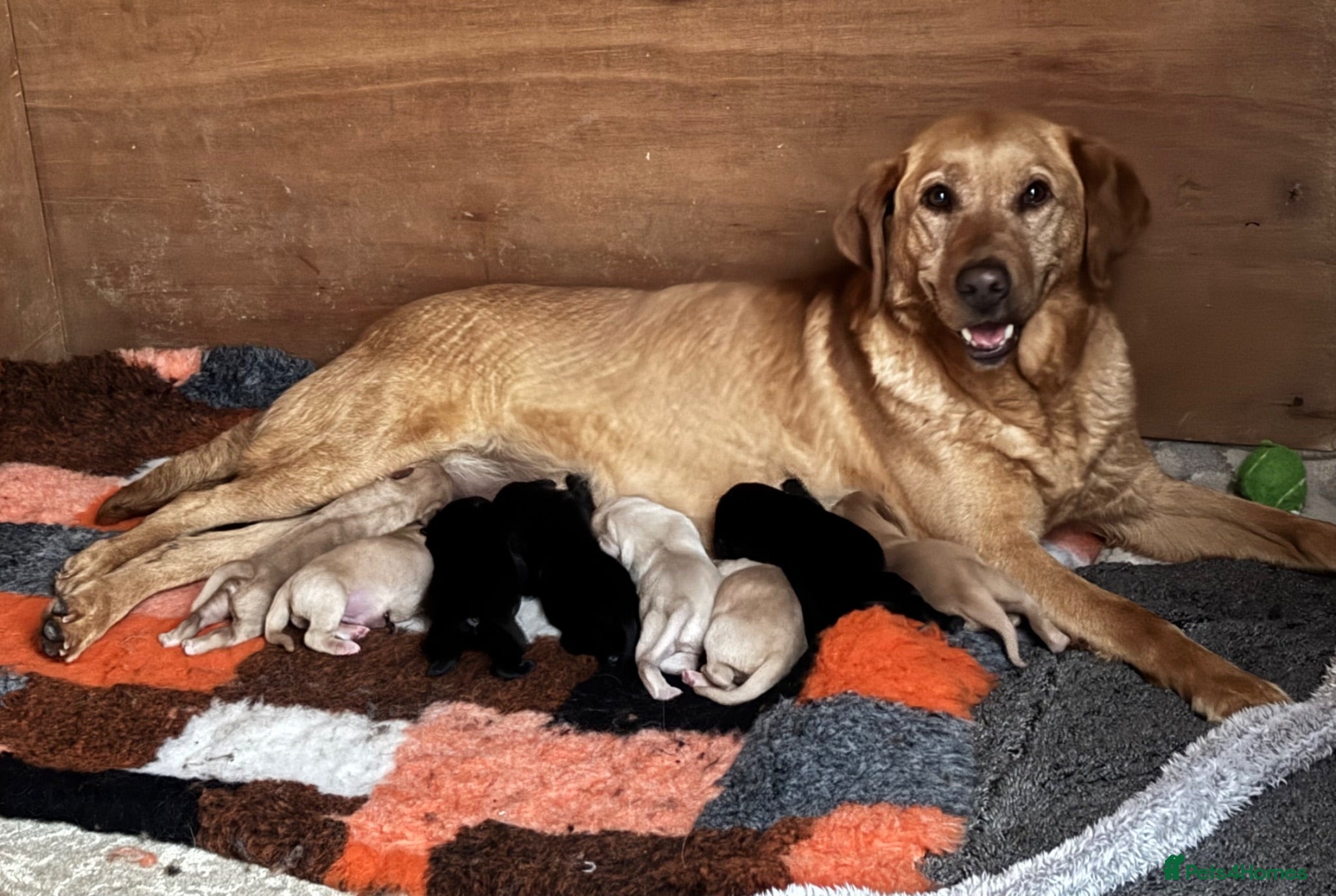 Labrador Retriever dogs Kc beautiful Puppies  - Advert 1