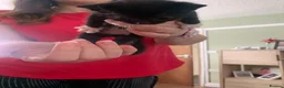 Mixed Breed cats for sale: Gorgeous little tuxedo kittens - Advert 6