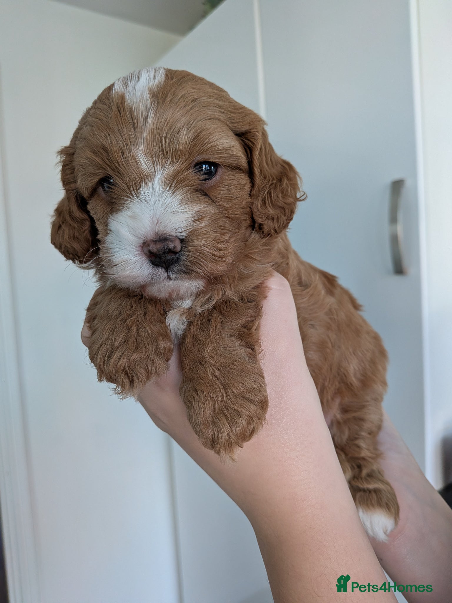 Cockapoo dogs **READY TO LEAVE ON MONDAY 18th MAY** - Advert 9