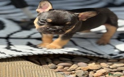 French Bulldog dogs for sale: Beautiful frenchie pups in Leeds - Image 26