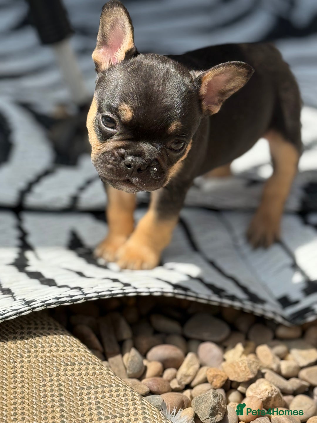 French Bulldog dogs for sale: Beautiful frenchie pups in Leeds - Image 26