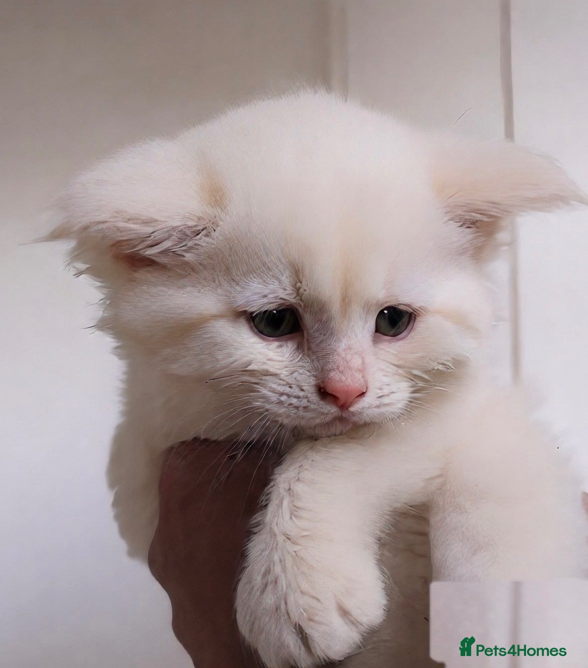 Maine Coon cats XL TICA REG ACTIVE MAINE COONS RED, CREAM, WHITE - Advert 1