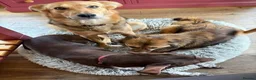 Mixed Breed dogs for adoption: Meet Twix, currently residing in Lancashire  in Wigan - Advert 5