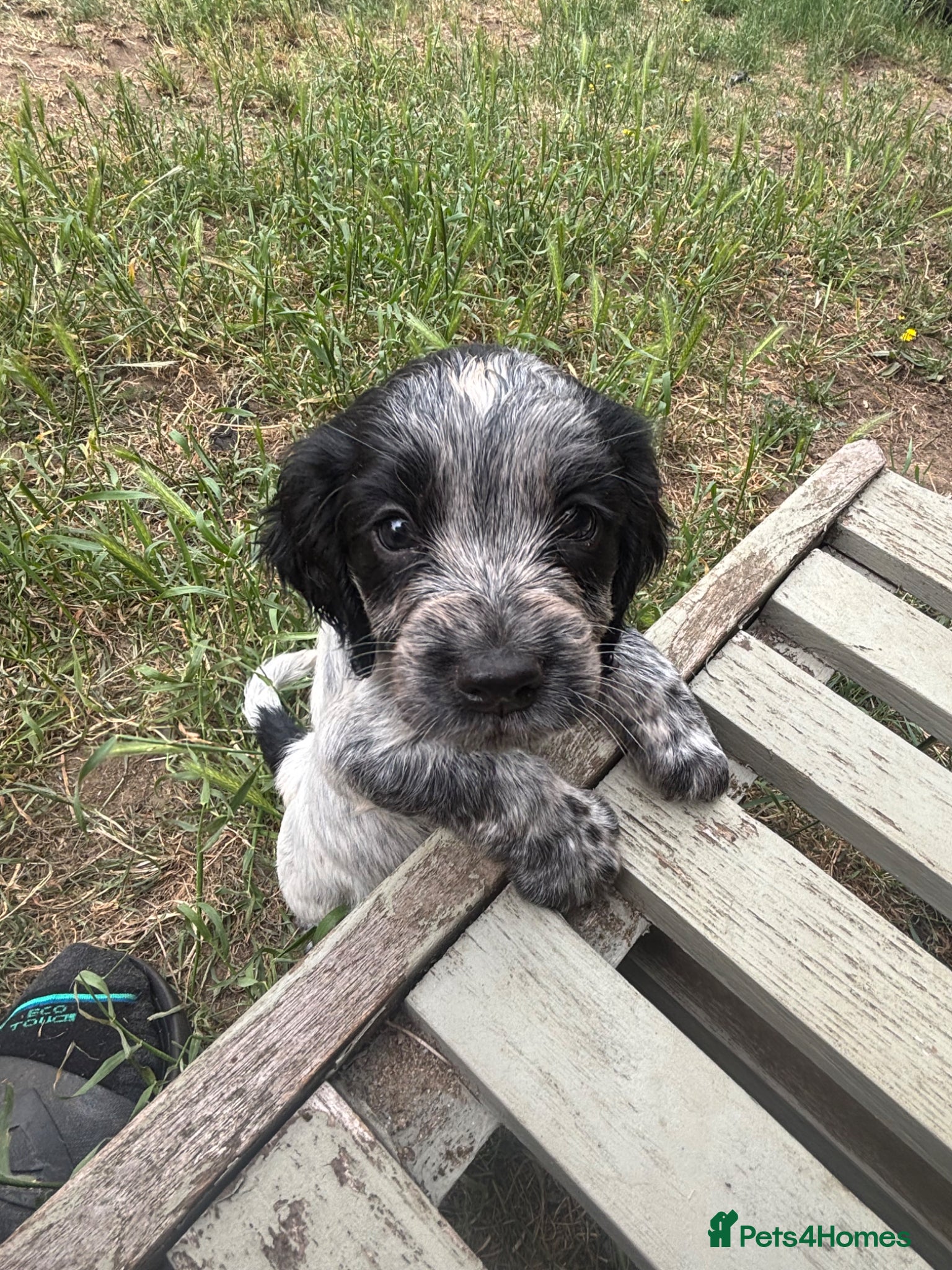 Sprocker dogs Sprocker Spaniels- trusted 5 star breeder 750-1kg - Advert 1