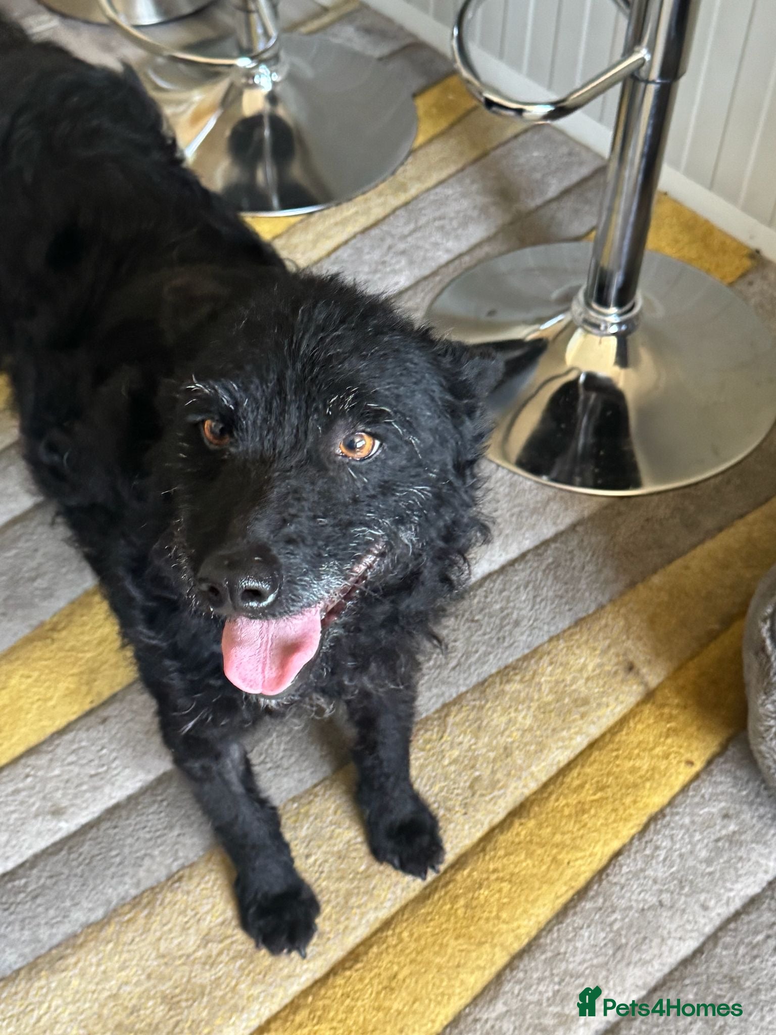 Mixed Breed dogs Sweet ZoE NEEDS LOVE - Advert 6