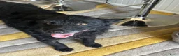Mixed Breed dogs for adoption: Sweet ZoE NEEDS LOVE - Advert 7
